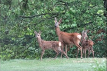 David Ward on Norfolk Deer Management