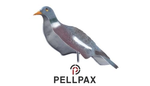Pigeon Shells Pack of 12